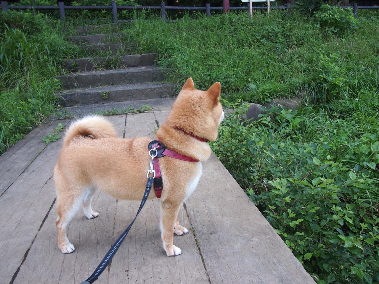 九游下载安装-中国女篮攻防两端表现均衡 球队整体实力提升，中国女篮真棒