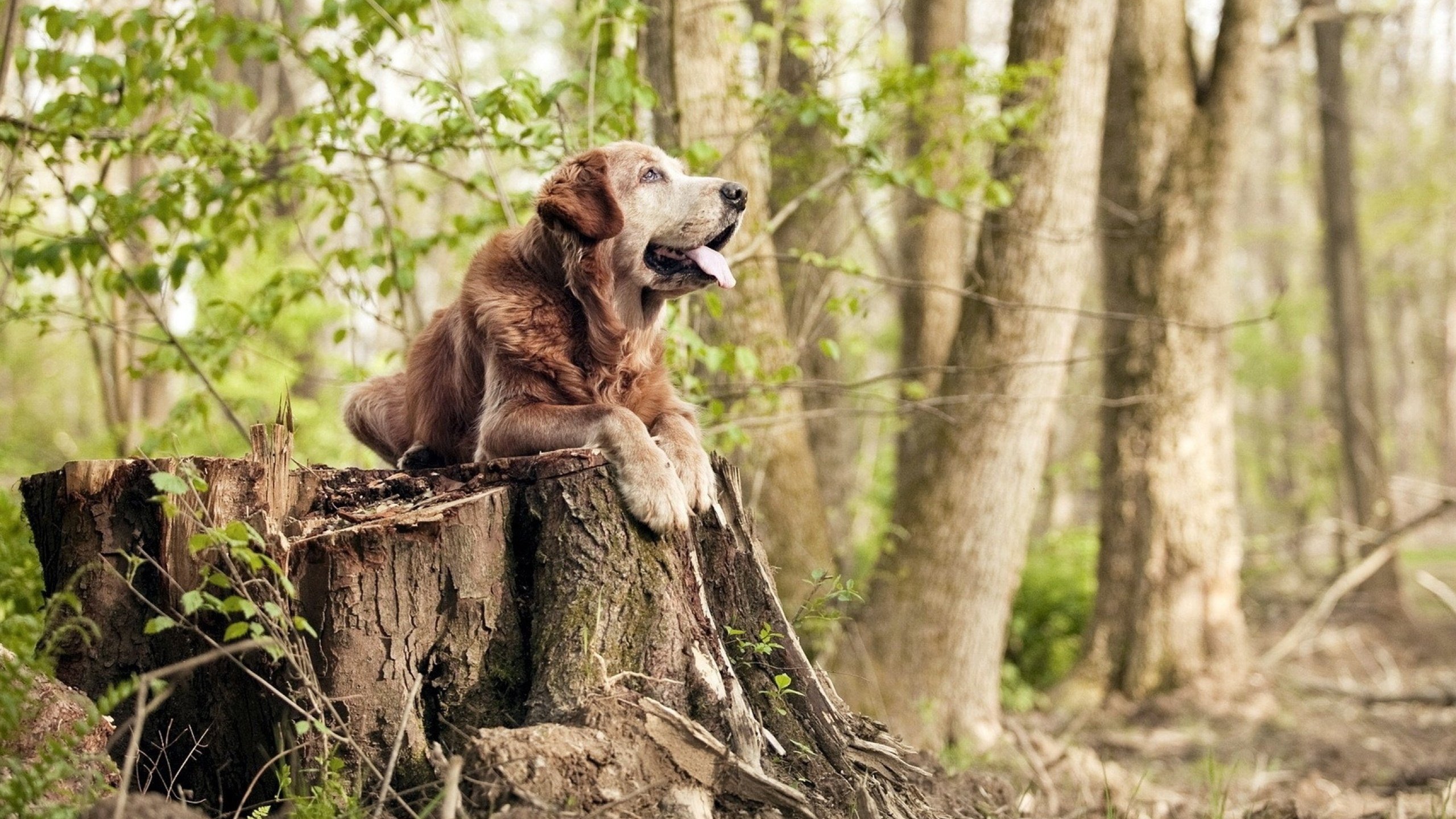 体育新闻中心发布体育短视频内容运营新策略,体育短视频存在的问题
