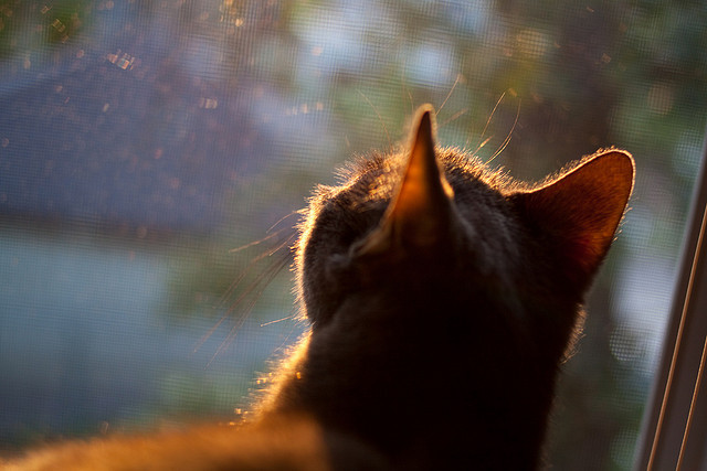 九游下载安装-球队应急补强后表现提升是否与战术体系契合，应急补给是什么肉