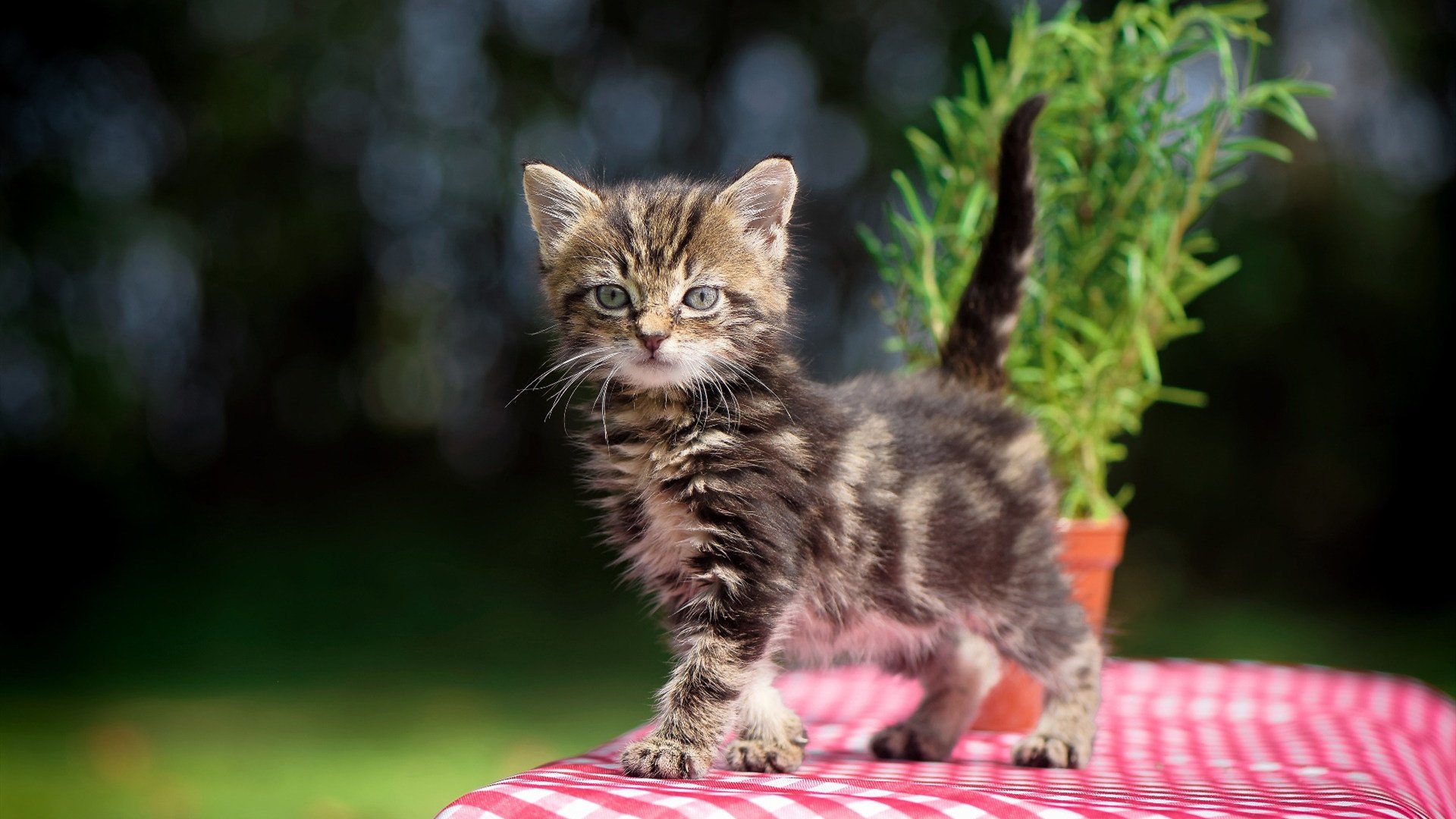 九游登录入口-防守球员是否被要求参与进攻阶段的压迫传导，防守球员被进攻队员超越时,应该采用 步伐来追赶