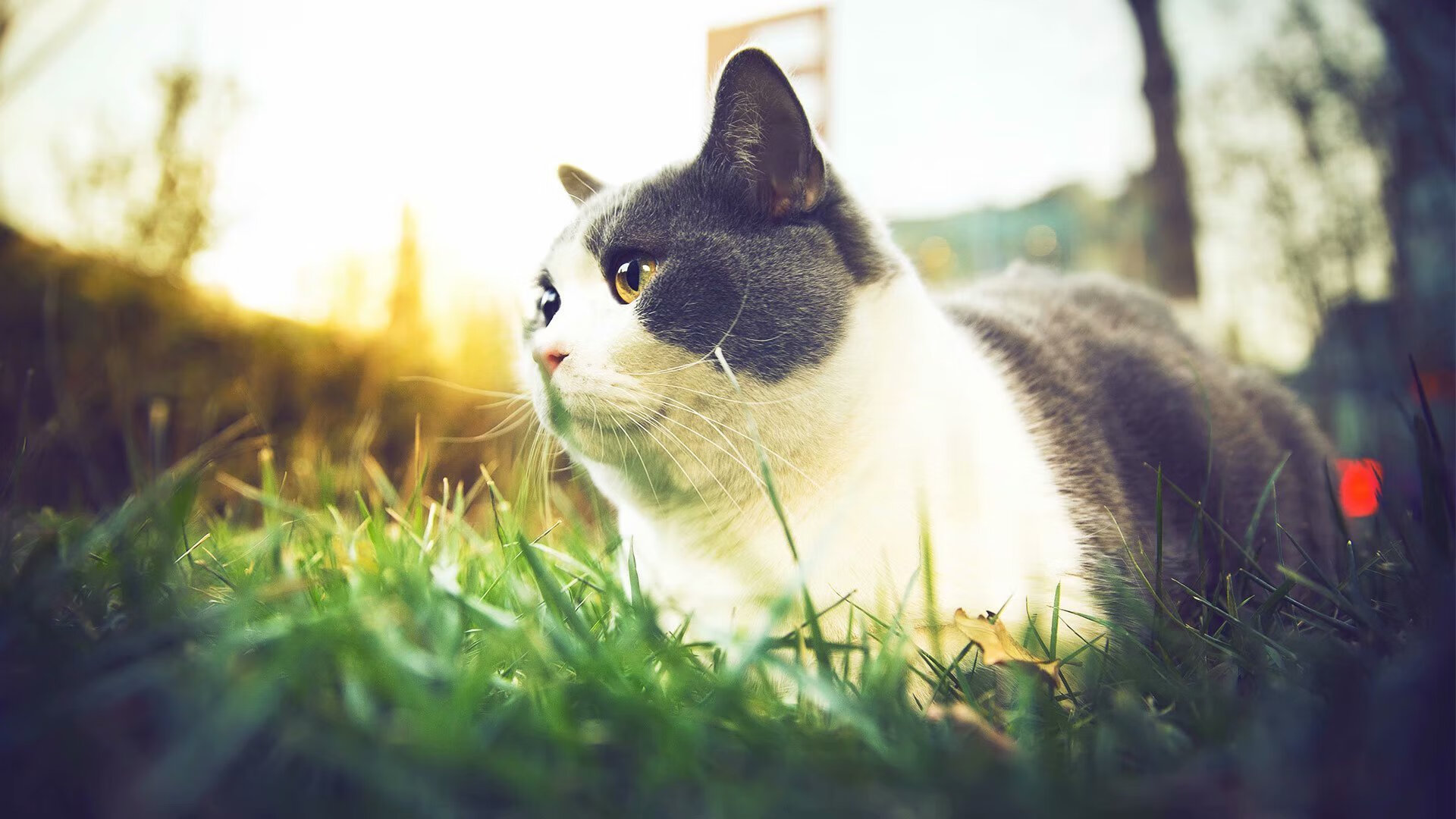 九游游戏中心官网-“美洲狮队进入决赛，阿根廷橄榄球迎来新纪元”