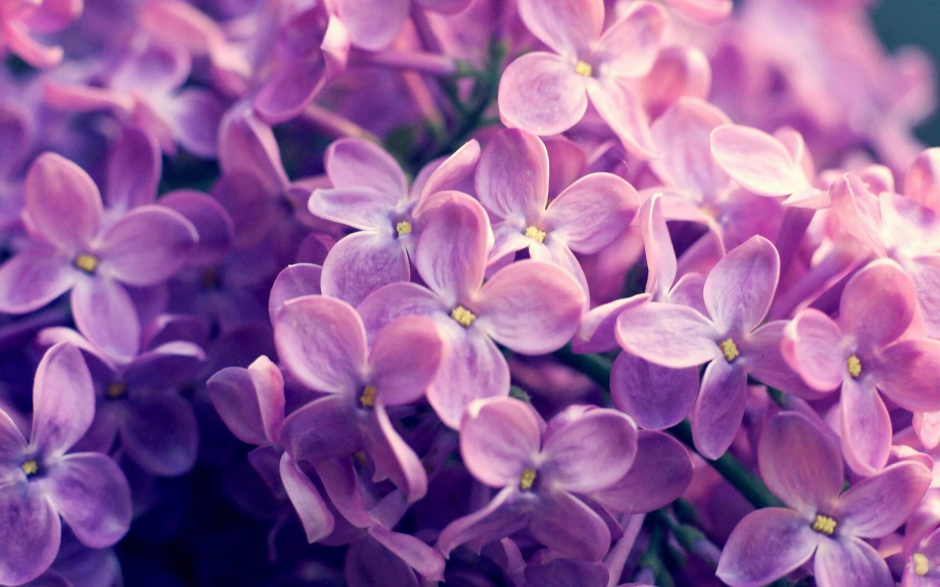 “帕布罗·马特拉的爆发力与坚韧不拔,铸就阿根廷美洲狮队的未来”