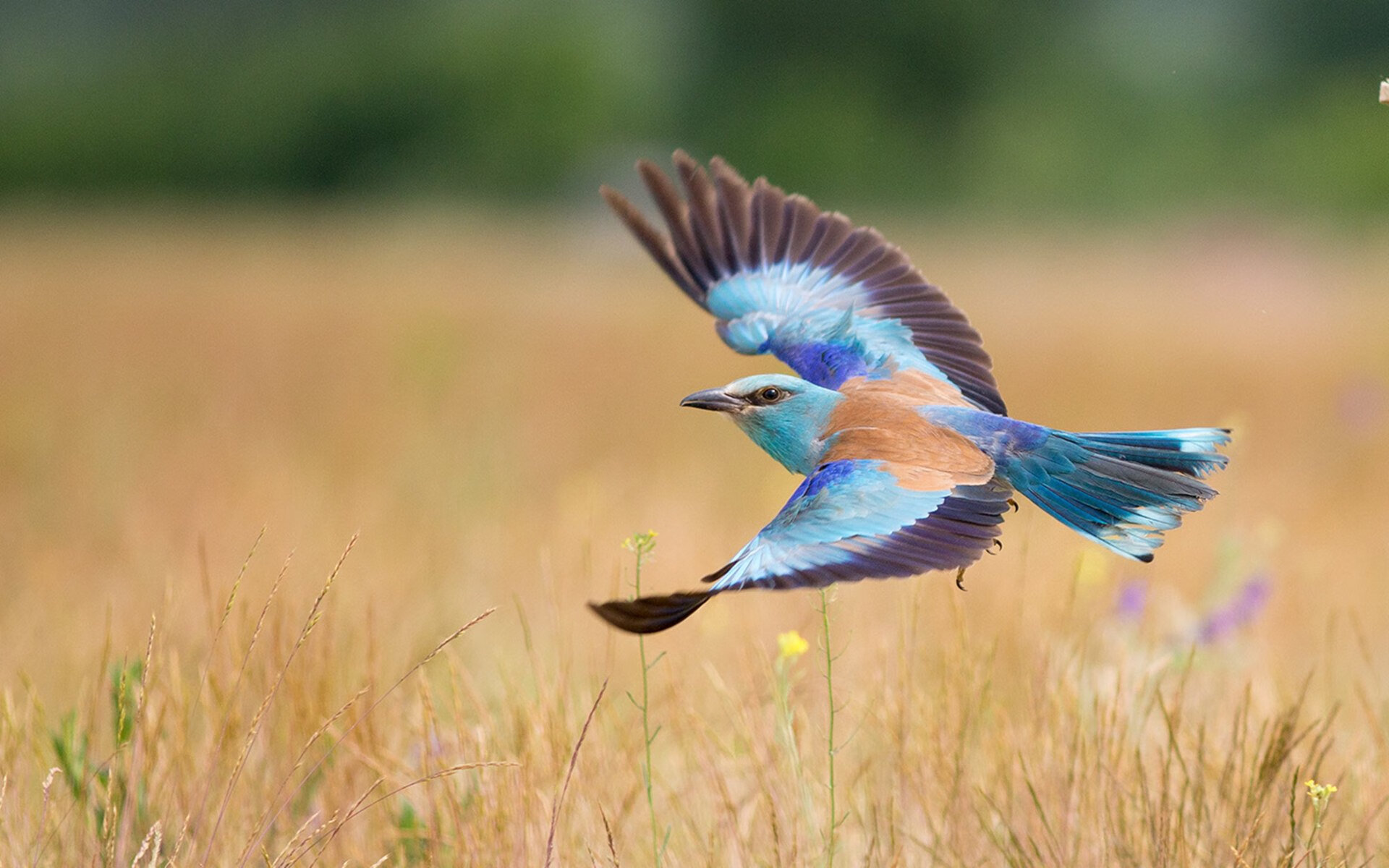 九游娱乐官网 (JIUYOU)-巴特尔的防守压制对方进攻，成为袋鼠队的隐形屏障，巴特尔会扣篮吗