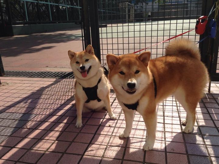 九游网游官网-曹缘完美起跳助力成绩提升，曹缘参加全运会了吗