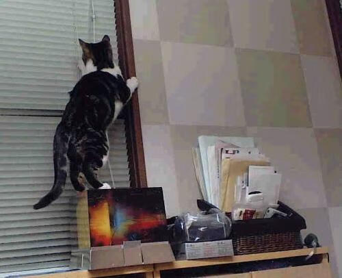 法国国家队再遭打击,博格巴因伤缺阵