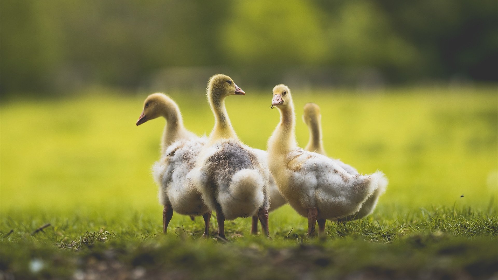 火箭发布球员日常训练vlog受好评,火箭队最新训练