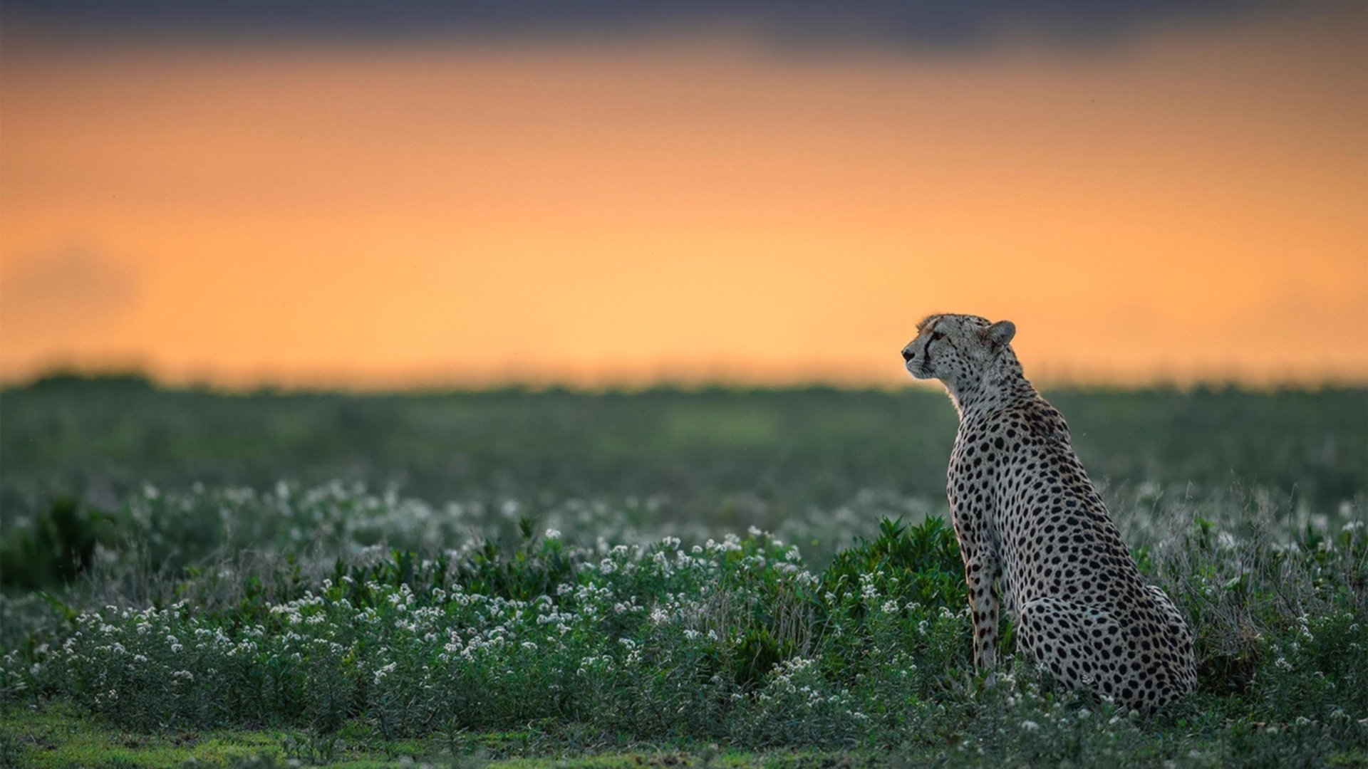九游app下载中心-球队科技赞助商公布新训练设备合作方案，技术型球队
