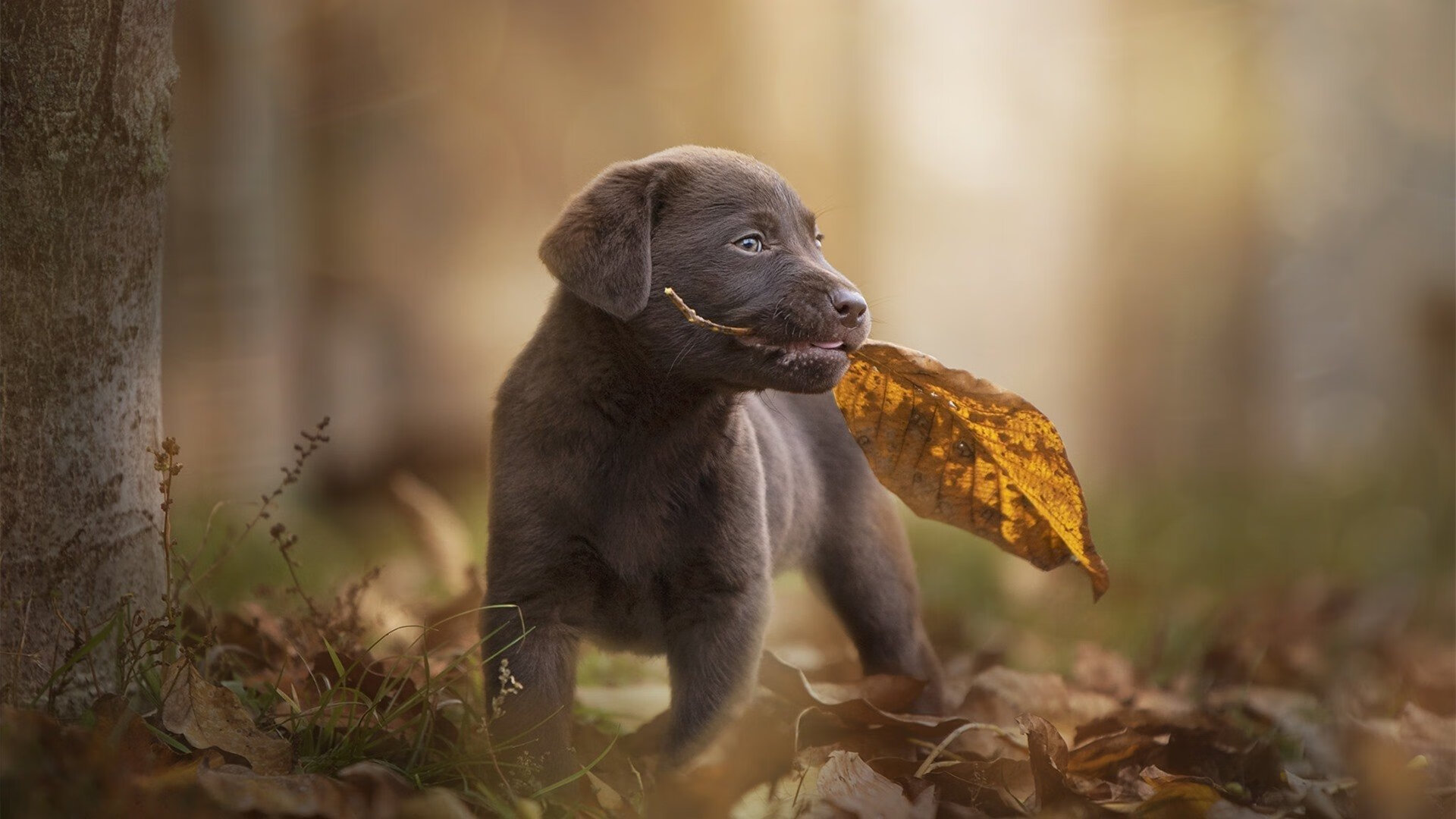 九游APP官网-跳水环节吉尔吉斯斯坦表现持续进步，吉尔吉斯斯坦摔跤冠军